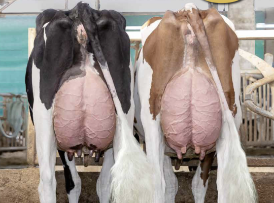 Catalogo GPLUS - aggiornamento Dicembre 2025